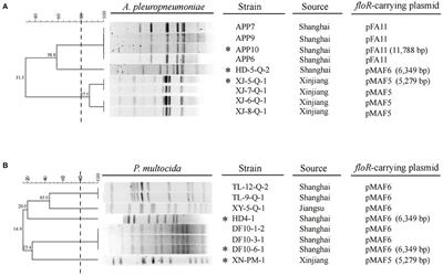 Characterization of small plasmids carrying florfenicol resistance gene floR in Actinobacillus pleuropneumoniae and Pasteurella multocida isolates from swine in China